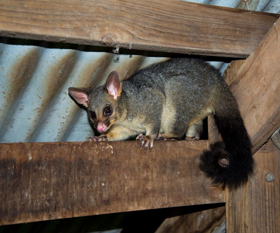 possum removal (2)