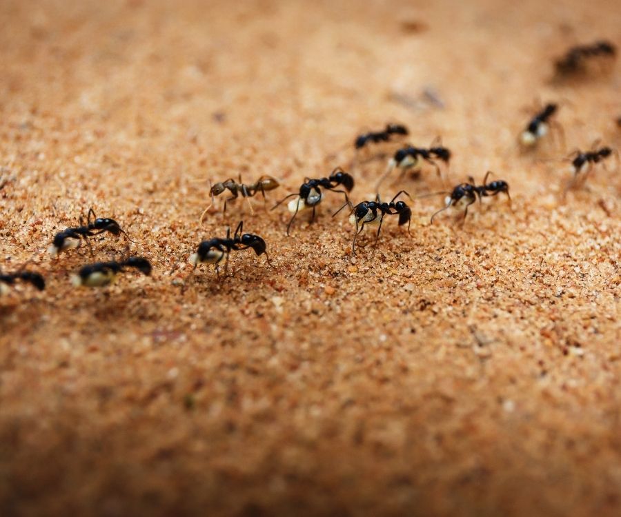 ant control