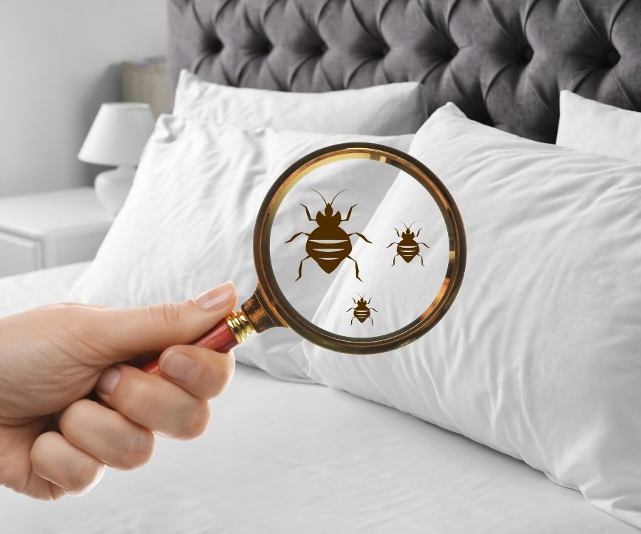bed bugs removal