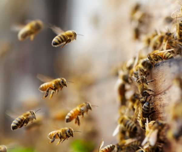bees removal