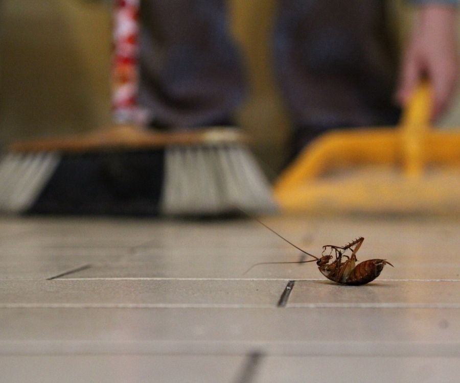 cockroach control (1)