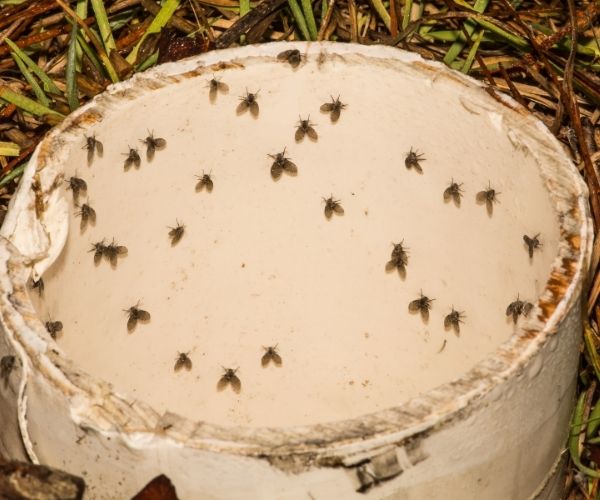 moth control