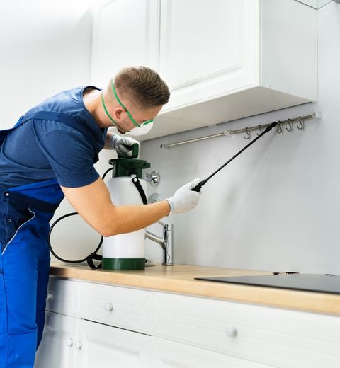 About pest control service