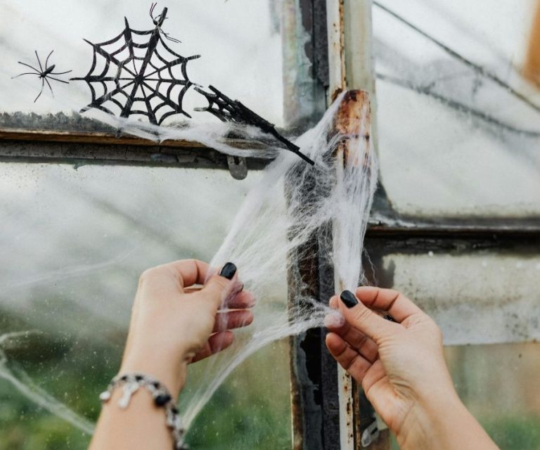 Spider Clean Professional Spider Control & Removal - Freshly Pest Experts Sydney
